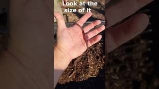 Kookaburra Eats a BIG Worm