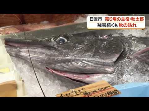 残暑続くも秋の訪れ 売り場の主役・秋太郎の水揚げ【鹿児島・日置市】 (26/09/16 18:40)