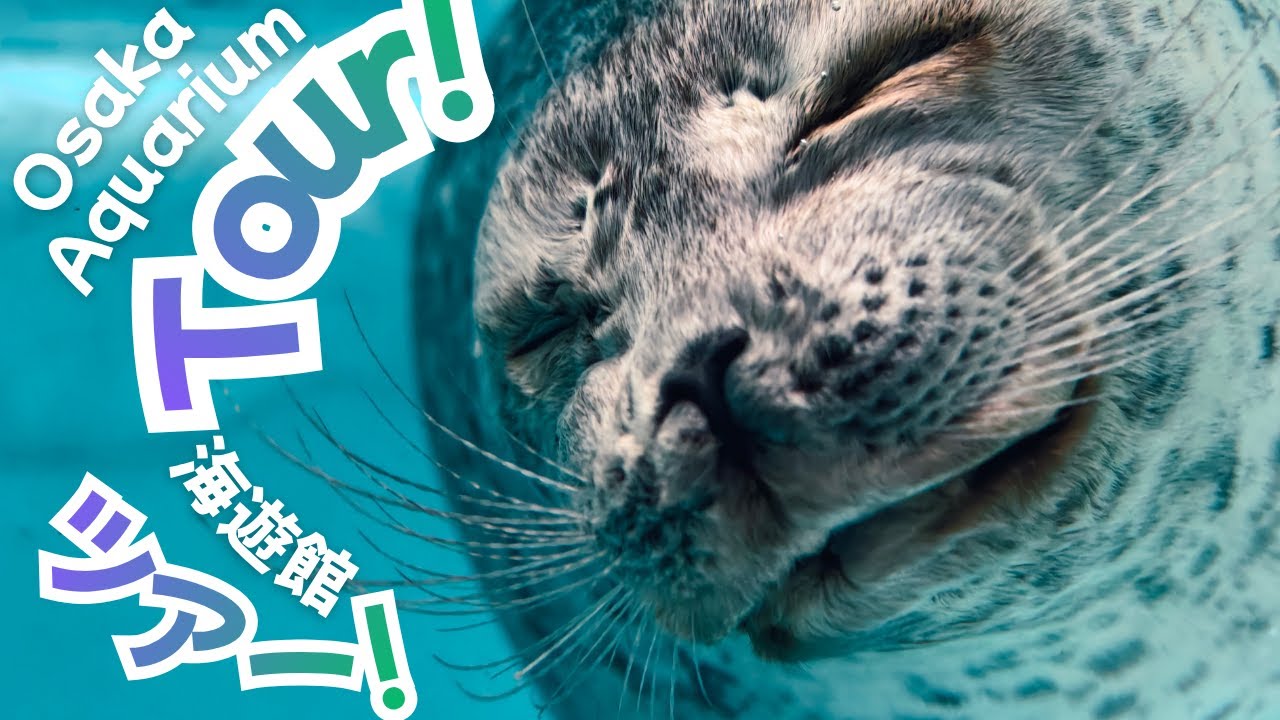 Osaka Aquarium Kaiyukan Walking Tour Fall 2025 年秋 海遊館ウォーキングツアー4K HDR Whale Sharks, Seals, Penguins 🐠