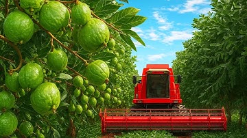 Cách Người Đài Loan Trồng Và Thu Hoạch Ổi Ngọc Trai – Loại Trái Cây Trắng Quý Như Ngọc