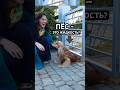 Как выглядят собаки на Рублевке? 🐶 #обзордома #коттедж #коттеджныйпоселок #рублевка #москвасити