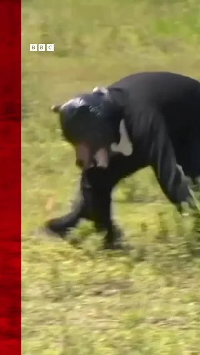 Man wears bear costume in police animal attack drill. #Japan #Bears #Shorts