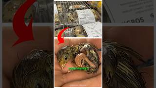 He Hatched A Supermarket Egg To Quail #Pets