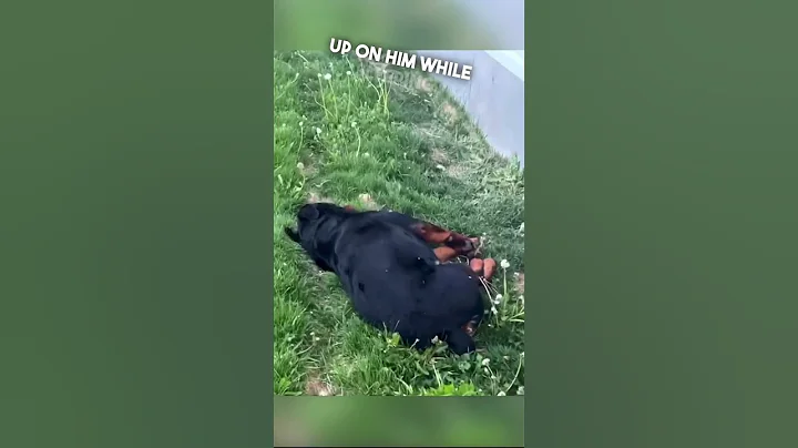 His dog felt embarrassed after this 😂