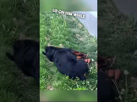 Video: Detroit har fundet ud af, hvordan man kan bremse deres stray hund problem ved hjælp af små mennesker