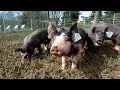 Berkshire Pigs Going Out On Pasture