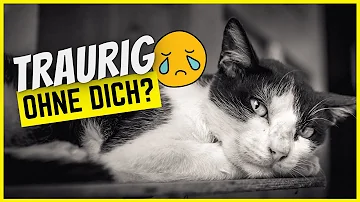 Ist eine Katze traurig wenn sie alleine ist?