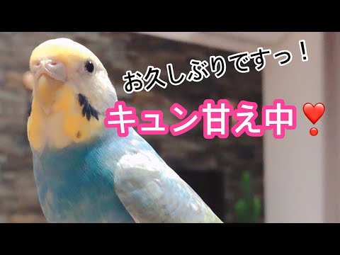♡インコちゃんオーダーページ 甘えん坊❤️セキセイインコのキュンちゃん✨《ショートversion