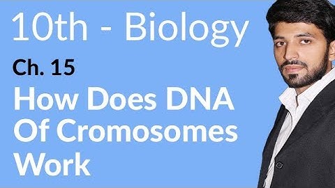 10th Class Biology Chapter 15 - How Does DNA of Chromomes Work - Class 10 Biology Chapter 15