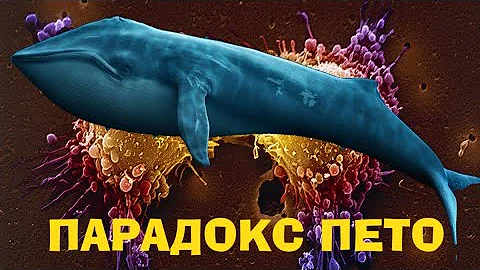 ПОЧЕМУ КИТЫ не болеют РАКОМ. ПАРАДОКС ПЕТО
