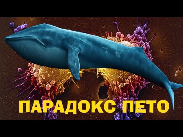 ПОЧЕМУ КИТЫ не болеют РАКОМ. ПАРАДОКС ПЕТО