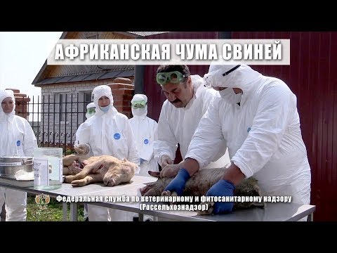 Африканская чума свиней