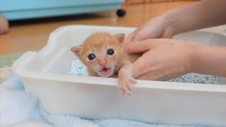 初めてのトイレトレーニングで大騒ぎする赤ちゃん猫【生後19~21日】