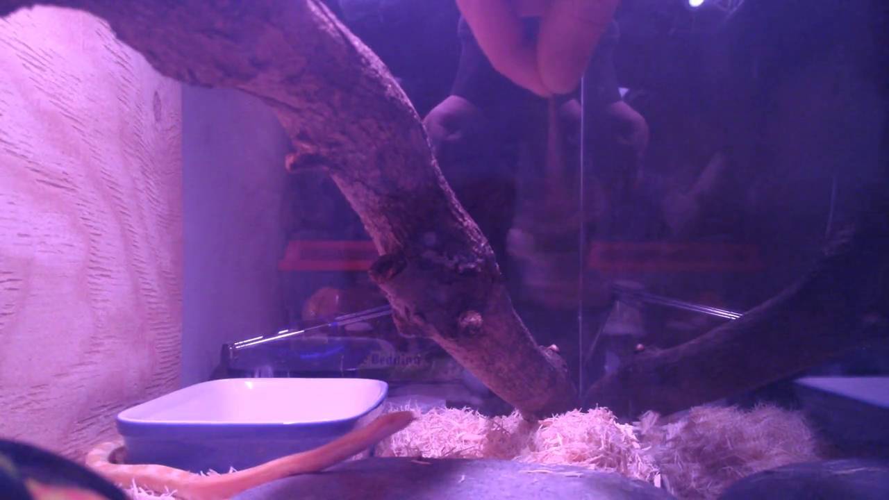 snake oil Feeding Time 25 04 2014