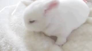 Cute bunny