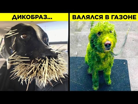 Видео: Наркоманная собака в таком хорошем настроении после операции
