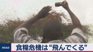 バッタ大量発生 日本に来る