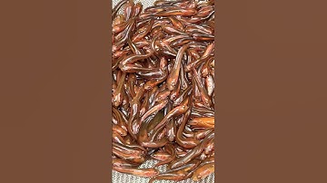 Cá lóc con phát triển #shorts #short