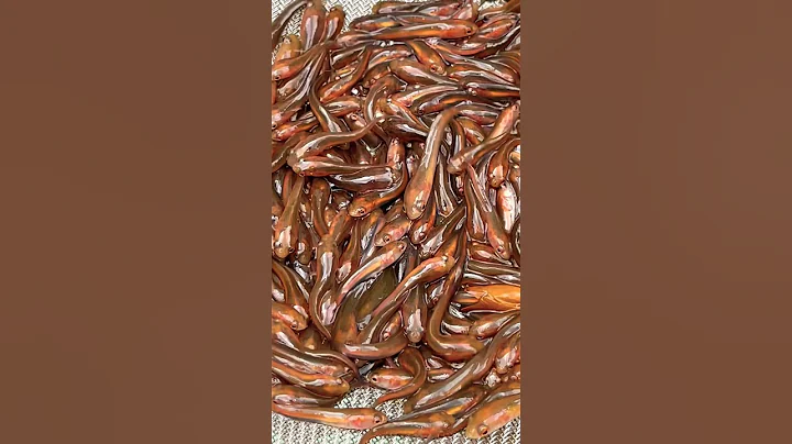 Cá lóc con phát triển #shorts #short