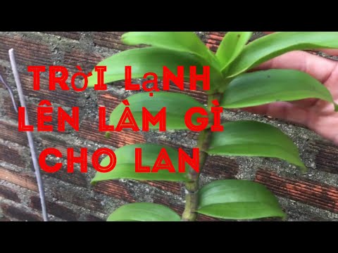 Video: Croton Rụng Lá: Làm Gì Nếu Croton Rụng Lá Vào Mùa đông? Vì Những Lý Do Gì Mà Chúng Có Thể Khô? Quy Tắc Chăm Sóc Croton Tại Nhà