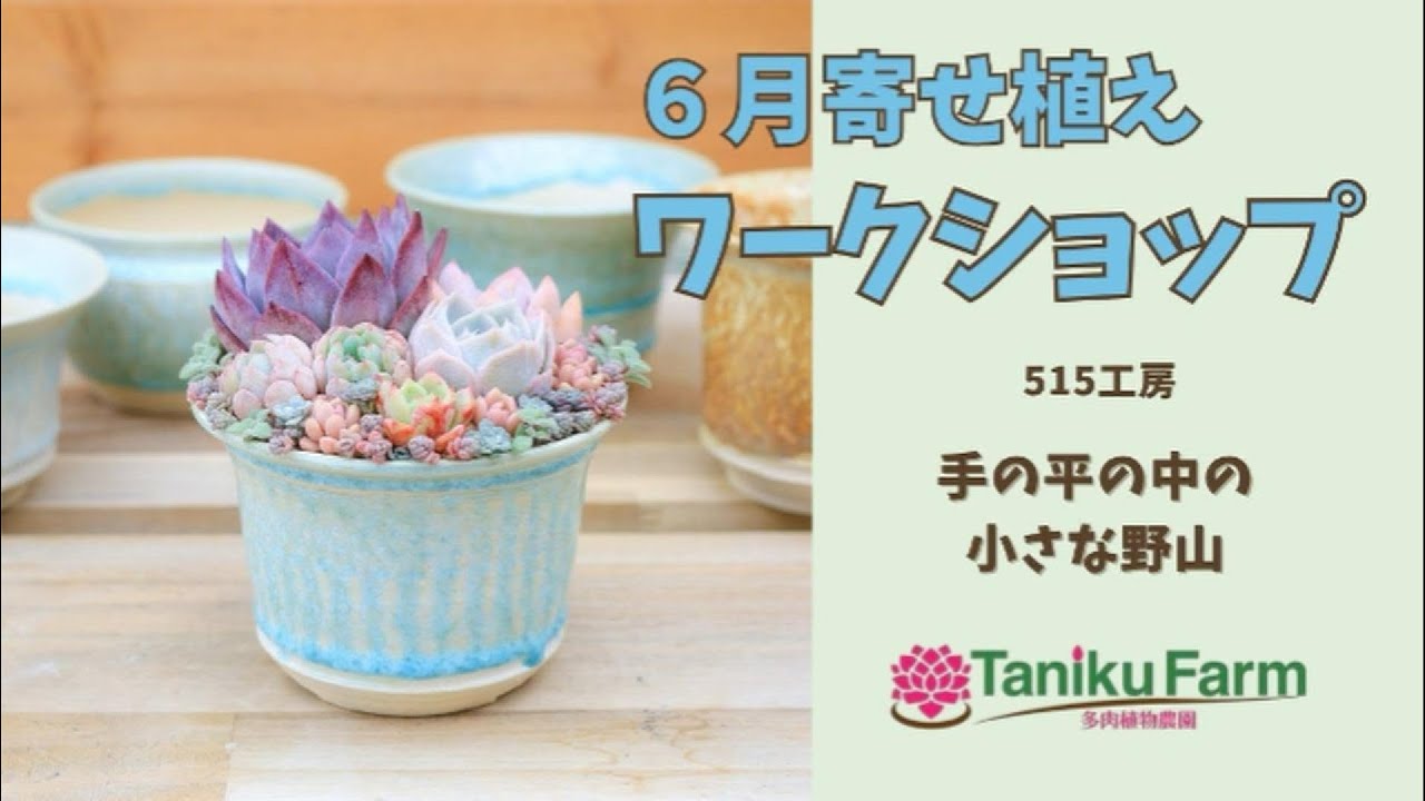 しょ〜ゆ★　同時梱包割引　鉢ごと Accepting Reservations] June Succulent Arrangement Workshop! A