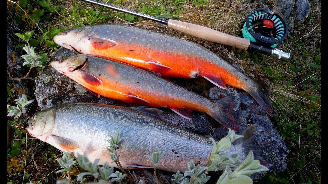 Father, son and dream about Ifjord mountain