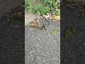 Example of how invasive some Bamboo can be. Breaks pavement!!