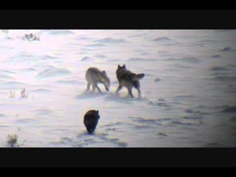 Wolves flirt! - YouTube