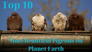 10 Most Beautiful Pigeons on Planet Earth I Animal Kingdom Wonders