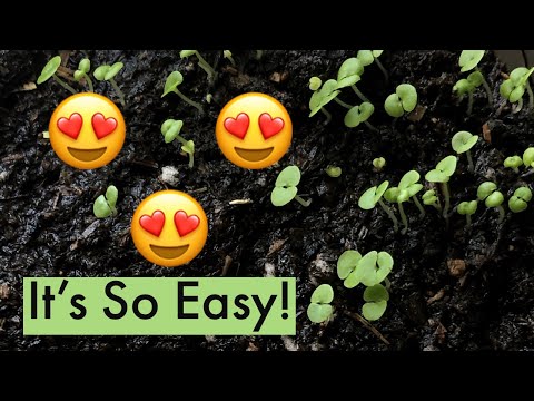 Video: Coleus Seeds: Growing Seedlings At Home. What Do Coleus Seeds Look Like And When Should They Be Planted?