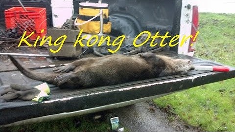 Trapping out west Part 7...A King Kong Otter! and my 100th catch