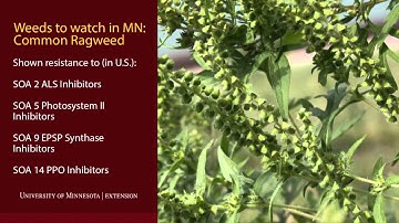 Herbicide Resistance Management Series: Resistance development by site of action