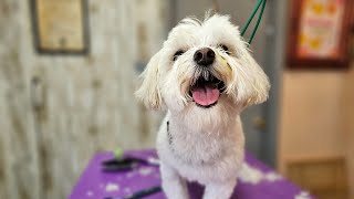 Maltese grooming, CUTE little guy!