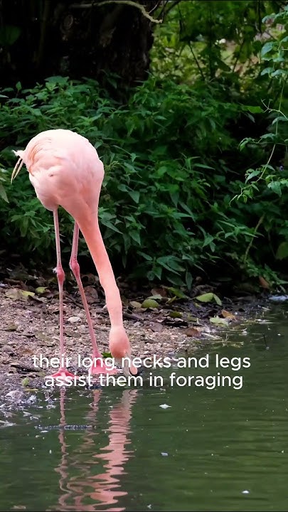Do Flamingos Turn Pink From Eating Shrimp Did you know that flamingos turn pink after eating shrimp? - YouTube