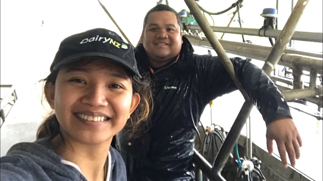 Filipino dairy farmer in New Zealand. Pinoy couple in New Zealand
