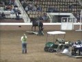 Alabama horse councils trail horse competition claibelles shadow mccurdy