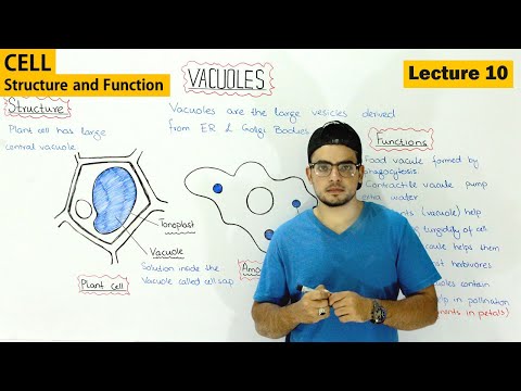 Video: Vad har en vakuol för struktur och funktion?