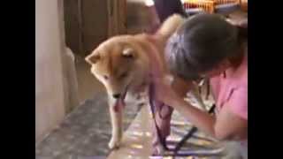 Shiba Inu Kenzie Inside On The Table, 10 Months Old