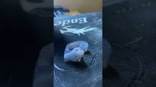 3D printed custom ear mold from recycled plastic bottles recycle 3dprinting hearingloss shorts