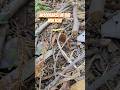 Mushroom hunting pt I
