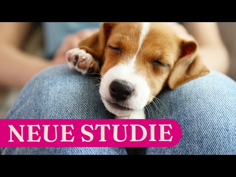 Video: Studie: Hunde benutzen Geruch, um niedrigen Blutzucker bei Diabetikern zu entdecken &#91;Video&#93;