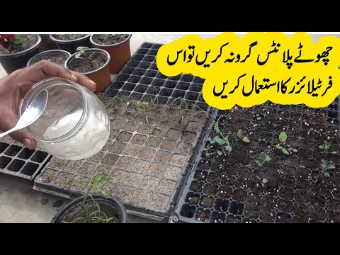 Liquid Organic Fertilizer For Mini Plants