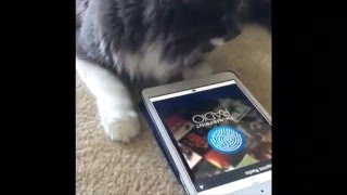 Hamilton The Hipster Cat – That's My Jam! – Thumbprint Radio