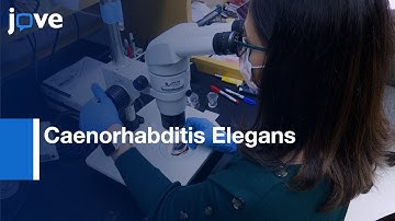 Quantifying Tissue-Specific Proteostatic Decline In Caenorhabditis Elegans l Protocol Preview