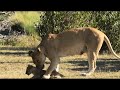 Adorable cubs with mother lioness 