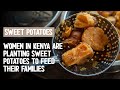 Sweet Potatoes in Kenya: Good Nutrition and Resilience