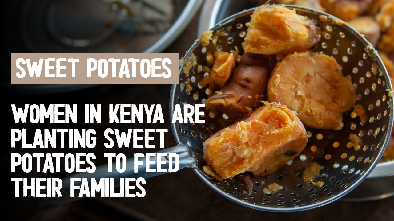 Sweet Potatoes in Kenya Good Nutrition and Resilience YouTube