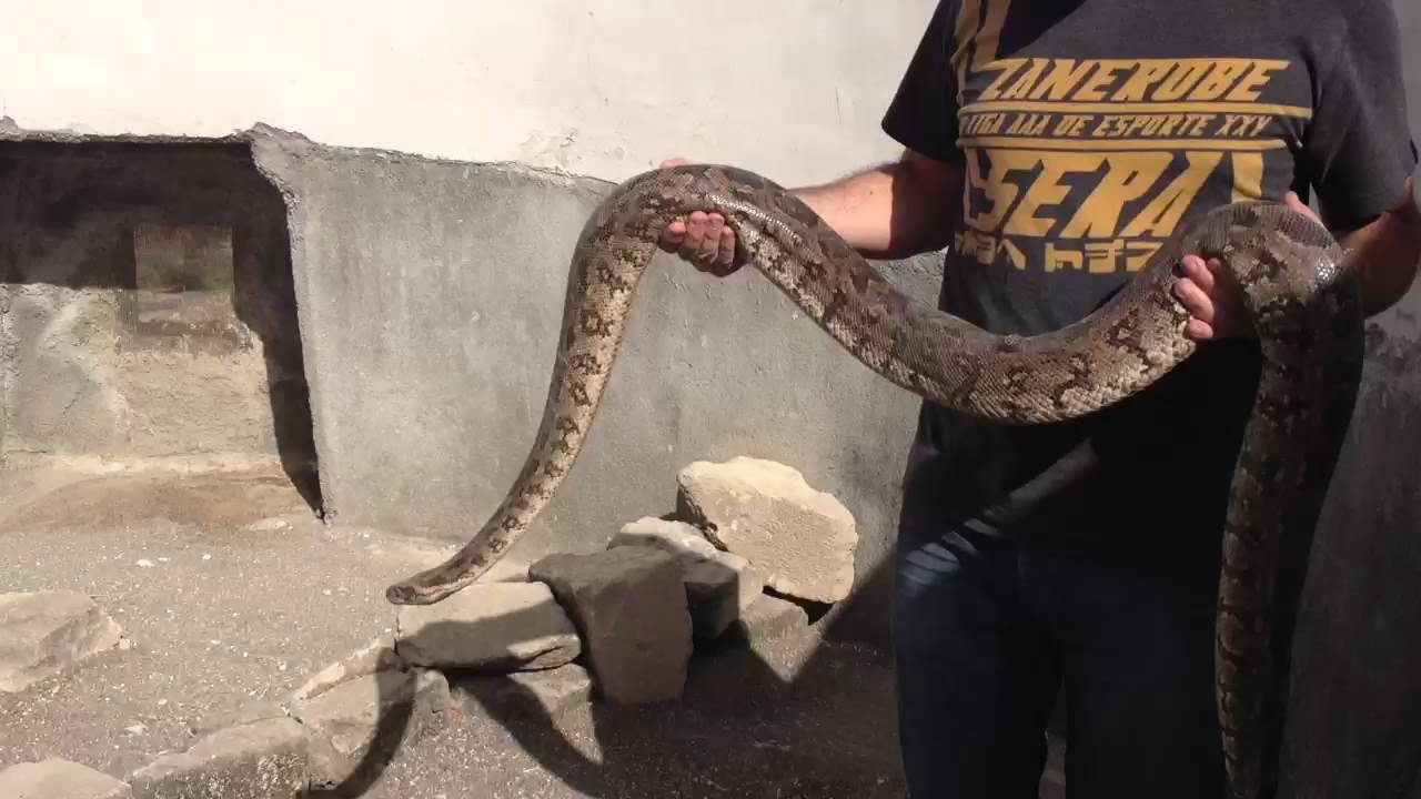 Indian Rock Python - YouTube