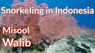 Walib, Misool - Snorkeling in Indonesia