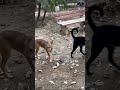 Rottweiler Chloe’s Playdate: Street Dogs Join The Fun #shorts #namitaology #rottweiler